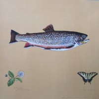 James Prosek, Brook Trout with Tiger Swallowtail Butterfly, 2009,
Watercolor, gouache, colored pencil and graphite on tea-stained paper,
21 x 26 inches