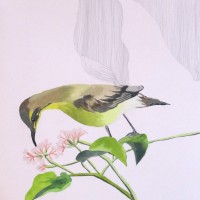 Purple Sunbird. 2011. 10 x 10 inches