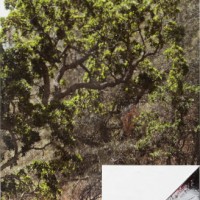 Page, 2010, acrylic and archival inkjet print on stainless steel mirror plate, 46 x 28 inches