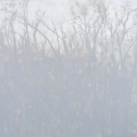 Snow and Fog. 2011. 48 x 56.email
